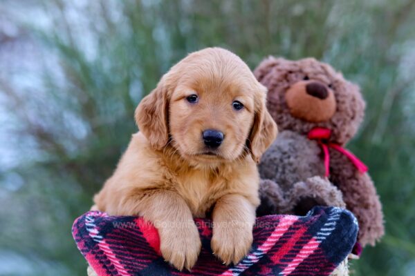 Image of Mindy, a Golden Retriever puppy