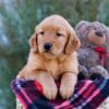 Image of Mindy, a Golden Retriever puppy