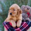 Image of Mindy, a Golden Retriever puppy