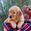 Image of Mindy, a Golden Retriever puppy