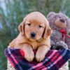 Image of Mindy, a Golden Retriever puppy