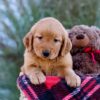 Image of Mindy, a Golden Retriever puppy