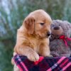 Image of Mindy, a Golden Retriever puppy