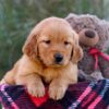 Image of Myla, a Golden Retriever puppy