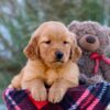 Image of Myla, a Golden Retriever puppy