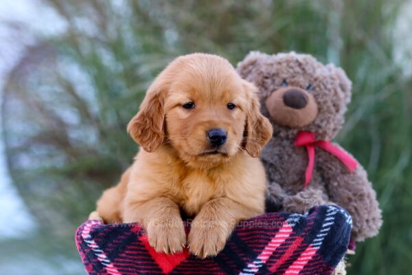 Image of Myla, a Golden Retriever puppy