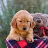 Image of Myla, a Golden Retriever puppy