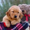 Image of Myla, a Golden Retriever puppy