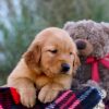 Image of Myla, a Golden Retriever puppy