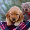 Image of Myla, a Golden Retriever puppy