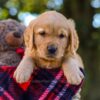 Image of Nate, a Golden Retriever puppy