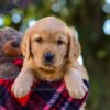 Image of Nate, a Golden Retriever puppy