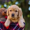 Image of Nate, a Golden Retriever puppy