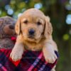 Image of Nate, a Golden Retriever puppy