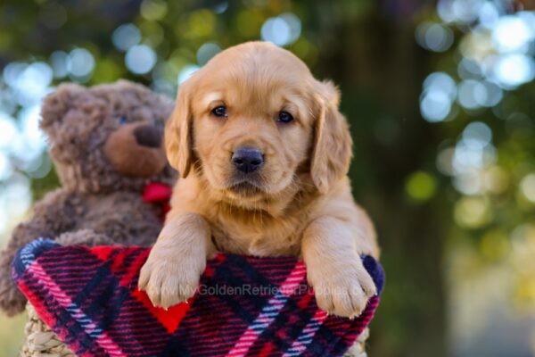 Image of Nate, a Golden Retriever puppy