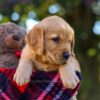 Image of Nate, a Golden Retriever puppy