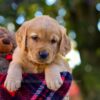 Image of Nate, a Golden Retriever puppy