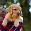 Image of Nate, a Golden Retriever puppy