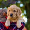 Image of Nate, a Golden Retriever puppy