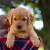 Image of Nina, a Golden Retriever puppy