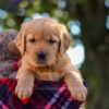 Image of Nina, a Golden Retriever puppy