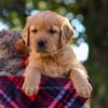 Image of Nina, a Golden Retriever puppy