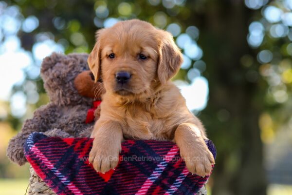 Image of Nina, a Golden Retriever puppy