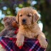 Image of Nina, a Golden Retriever puppy