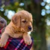 Image of Nina, a Golden Retriever puppy