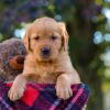 Image of Nina, a Golden Retriever puppy