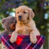 Image of Nina, a Golden Retriever puppy