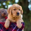 Image of Nora, a Golden Retriever puppy