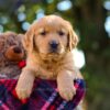 Image of Nora, a Golden Retriever puppy