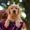 Image of Nora, a Golden Retriever puppy