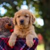 Image of Nora, a Golden Retriever puppy