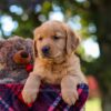 Image of Nora, a Golden Retriever puppy