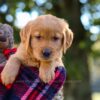 Image of Nora, a Golden Retriever puppy