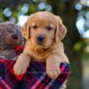 Image of Nora, a Golden Retriever puppy