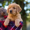 Image of Nora, a Golden Retriever puppy