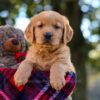 Image of Nora, a Golden Retriever puppy