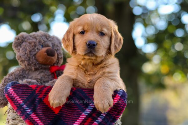 Image of Nora, a Golden Retriever puppy