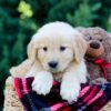 Image of Ocean, a Golden Retriever puppy