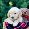 Image of Ocean, a Golden Retriever puppy