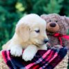 Image of Ocean, a Golden Retriever puppy