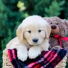 Image of Ocean, a Golden Retriever puppy