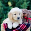 Image of Ocean, a Golden Retriever puppy