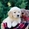 Image of Ocean, a Golden Retriever puppy