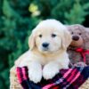 Image of Ocean, a Golden Retriever puppy