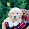 Image of Ocean, a Golden Retriever puppy