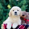 Image of Ocean, a Golden Retriever puppy